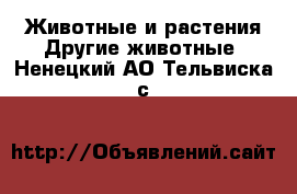 Животные и растения Другие животные. Ненецкий АО,Тельвиска с.